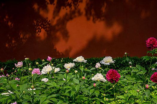 thống kê rongbachkim