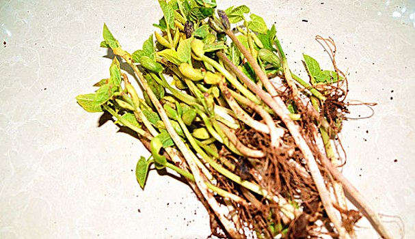 lô tô bạch thủ