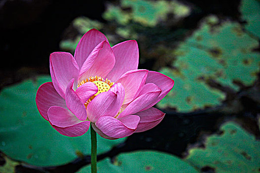 cách chơi lô không bao giờ thua