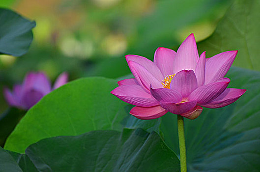 cau lo khung 2 ngay