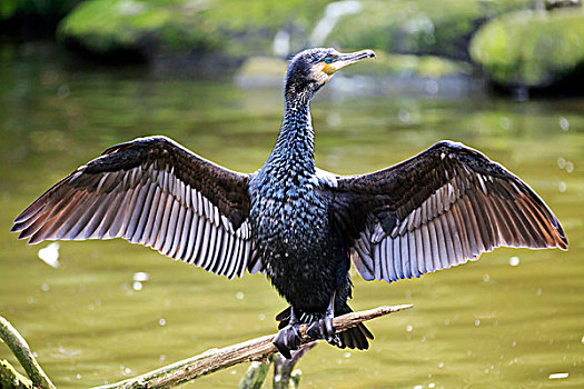 xổ số quảng bình