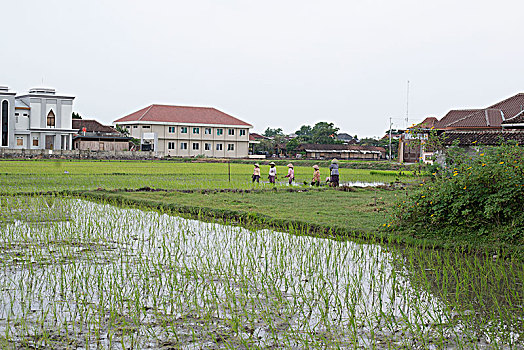 bachthu lode mienbac