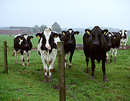 du doan xo mien nam