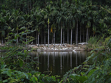 soi cau rong bach kim vip