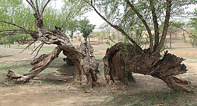 soi cau loto rong bach kim